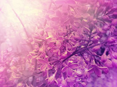 bir bahar dalı üzerinde güzel leylak çiçeği