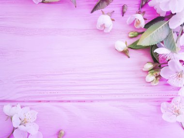pembe ahşap arka plan üzerinde çiçek açan kiraz