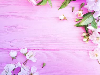 pembe ahşap arka plan üzerinde çiçek açan kiraz