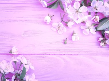 pembe ahşap arka plan üzerinde çiçek açan kiraz