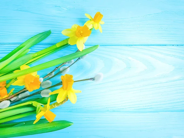 Narcissus Fluffy Willow Blue Wooden — Stock Photo, Image