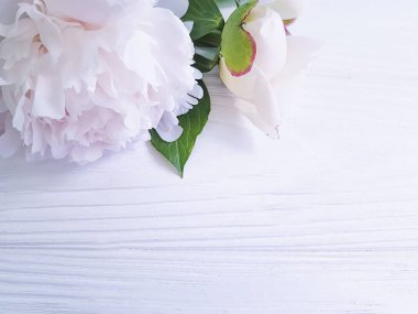 ahşap arka plan üzerinde güzel çiçek açan şakayık