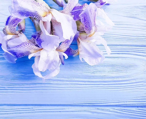 güzel çiçek Iris mavi ahşap arka plan karesinde