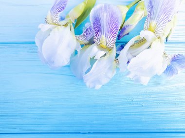 güzel çiçek Iris mavi ahşap arka plan karesinde