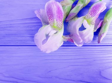 güzel çiçek Iris mavi ahşap arka plan karesinde