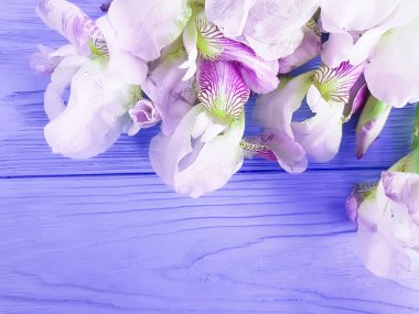 güzel çiçek Iris mavi ahşap arka plan karesinde