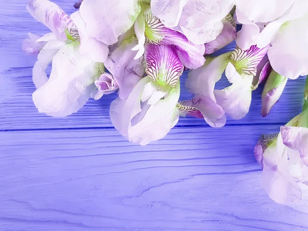 güzel çiçek Iris mavi ahşap arka plan karesinde