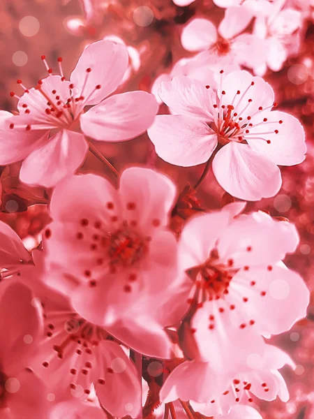 Blooming Cherry Background Card — Stock Photo, Image
