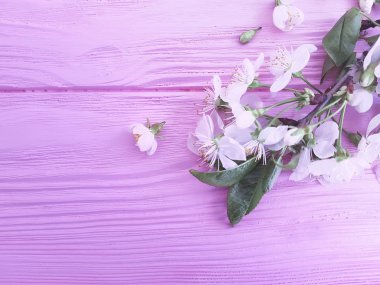 pembe ahşap arka plan üzerinde çiçek açan kiraz