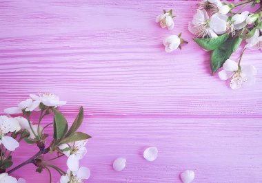 pembe ahşap arka plan üzerinde çiçek açan kiraz