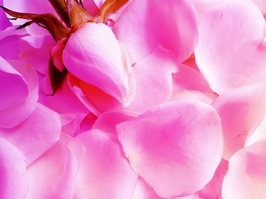 gül yaprakları güzel arka plan