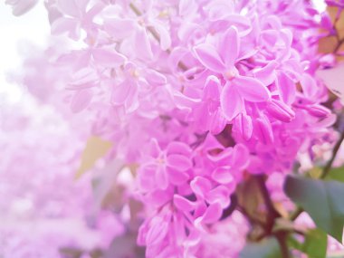 güzel şube leylak arka plan