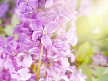 güzel şube leylak arka plan