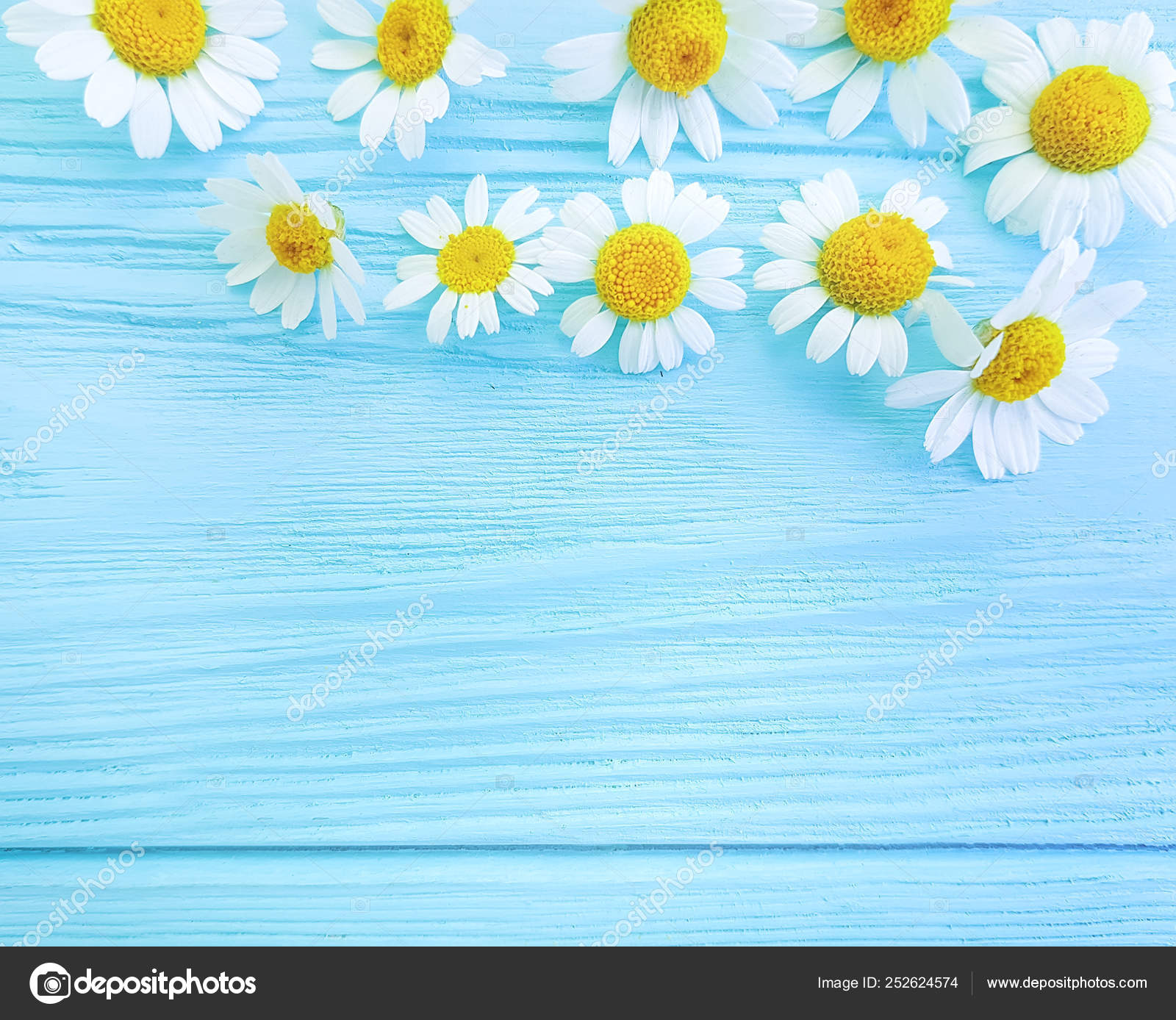 Daisy Flower Blue Wooden Background Frame Stock Photo Image By C Tanyalovus Daisy Flower Blue Wooden Background Frame Stock Photo Image By C Tanyalovus
