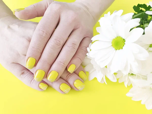 Vrouwelijke Handen Manicure Chrysant Bloem Een Gekleurde Achtergrond — Stockfoto