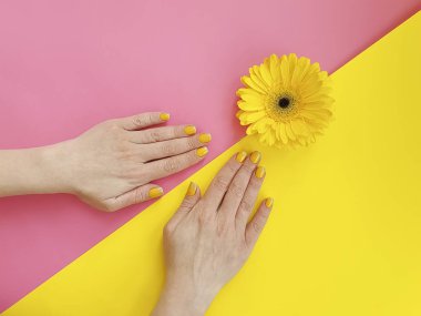 kadın elleri manikür, renkli bir arka planda gerbera çiçek