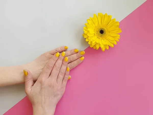 Manicura Manos Femeninas Flor Gerberas Sobre Fondo Color — Foto de Stock