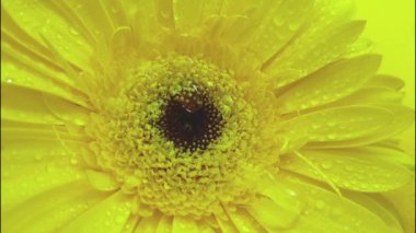 Sarı Gerbera ıslak çekim, su damlama, yavaş hareket