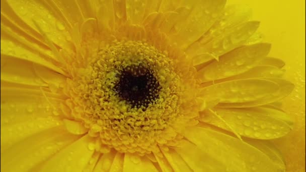 Желтый Цветок Герберы Капает Вода — стоковое видео