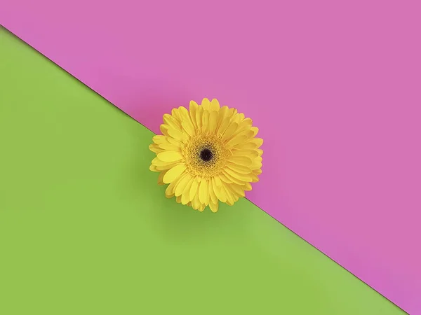 Blomma Gerbera Färg Bakgrund Kreativ — Stockfoto