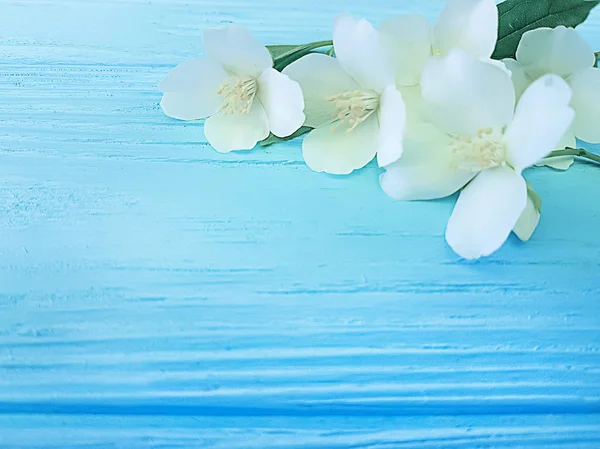 Mavi Ahşap Arka Plan Çerçeve Üzerinde Yasemin Çiçek — Stok fotoğraf