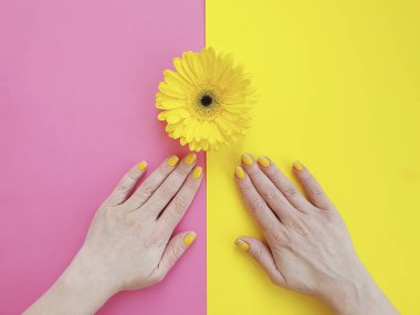 kadın elleri manikür, renkli bir arka planda gerbera çiçek