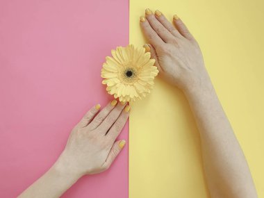 kadın elleri manikür, renkli bir arka planda gerbera çiçek