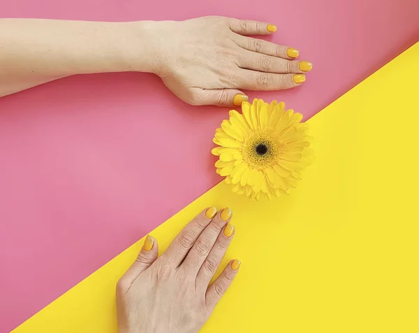 Manicura Manos Femeninas Flor Gerberas Sobre Fondo Color — Foto de Stock