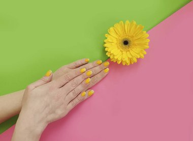 kadın elleri manikür, renkli bir arka planda gerbera çiçek