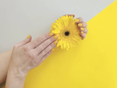 kadın elleri manikür, renkli bir arka planda gerbera çiçek