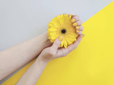 kadın elleri manikür, renkli bir arka planda gerbera çiçek