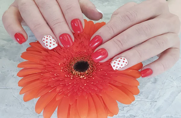 Frauenhände Rote Maniküre Gerbera Blume Auf Grauem Betongrund — Stockfoto
