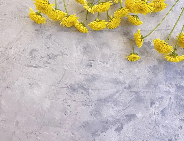 Flor Crisantemo Amarillo Sobre Marco Fondo Hormigón — Foto de Stock