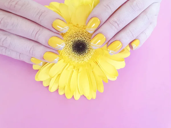 Female Hands Manicure Gerbera Flower Colored Background — Stock Photo, Image
