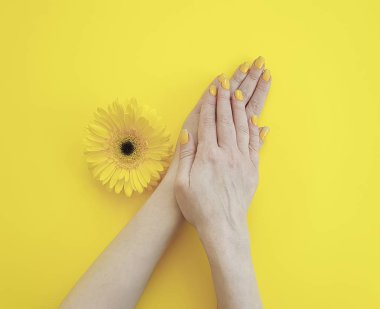 renkli bir arka plan üzerinde kadın elleri manikür gerbera çiçek