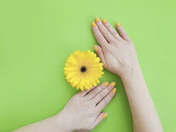 Manos Femeninas Manicura Gerbera Flor Sobre Fondo Color — Foto de Stock