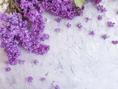 siyah beton çerçeve arka plan üzerinde leylak çiçek