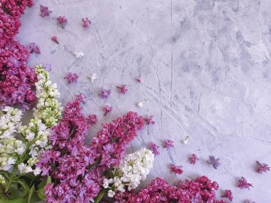 siyah beton çerçeve arka plan üzerinde leylak çiçek