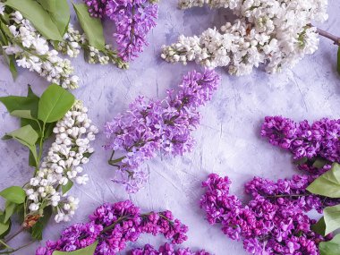 gri beton arka plan çerçevesi üzerinde güzel leylak çiçek