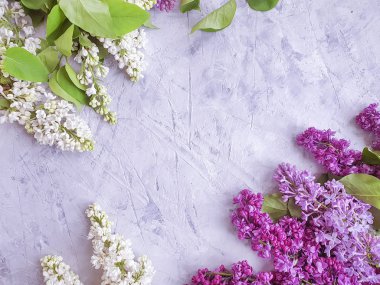 Gri Beton Arkaplanda Leylak Çiçeği Çerçevesi