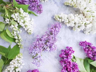 Gri Beton Arkaplanda Leylak Çiçeği Çerçevesi