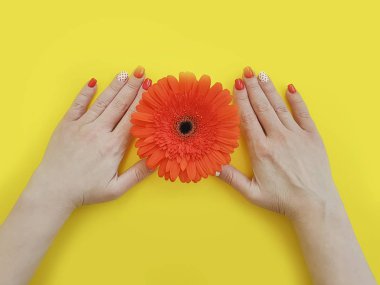renkli bir arka plan üzerinde kadın elleri manikür gerbera çiçek