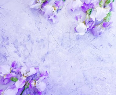 beton arka plan çerçevesi üzerinde iris çiçek