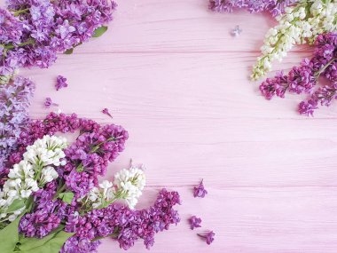 pembe ahşap arka plan çerçeve üzerinde Lila çiçek