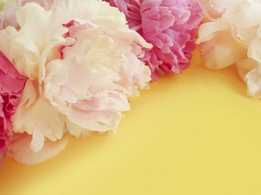 renkli arka plan çerçevesi üzerinde taze şakayık