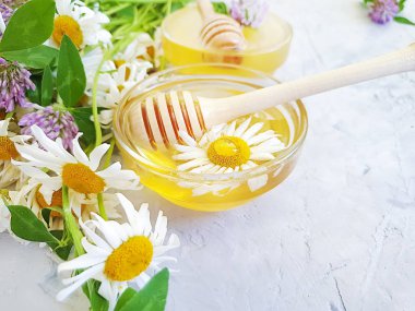 bal yonca, gri beton arka planda papatya