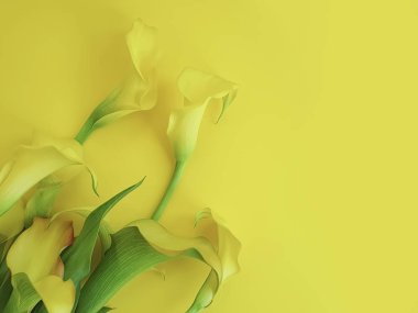 renkli bir arka plan çerçevesi üzerinde çiçek calla
