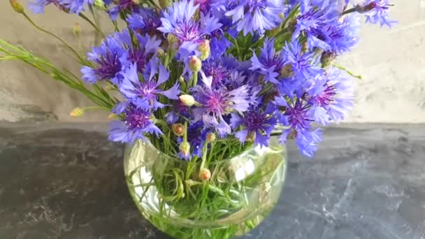 Florero Flor Aciano Sobre Fondo Hormigón Gris Cámara Lenta — Vídeos de Stock