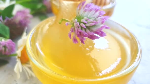 Φρέσκο Μέλι Λουλούδι Τριφύλλι Αργή Κίνηση — Αρχείο Βίντεο