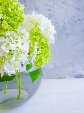 gri beton arka plan üzerinde ortanca vazo